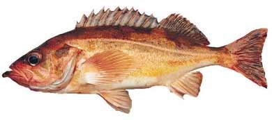 Black bass :: Sebastes melanops