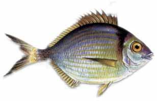 Mojarra :: Diplodus vulgaris