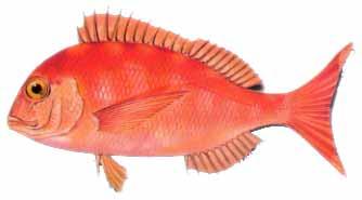 Pargo :: Pagrus pagrus 