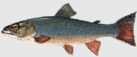 Salvelino :: Salvelinus fontinalis