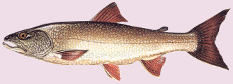 Trucha lacustre :: Salvelinus namaycush 