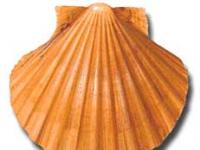 Vieira :: Pecten maximus 