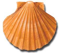 Vieira :: Pecten maximus 