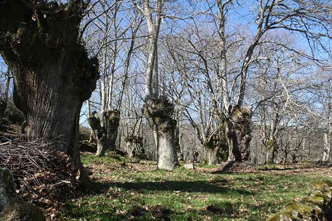 Bosque de castaños centenarios