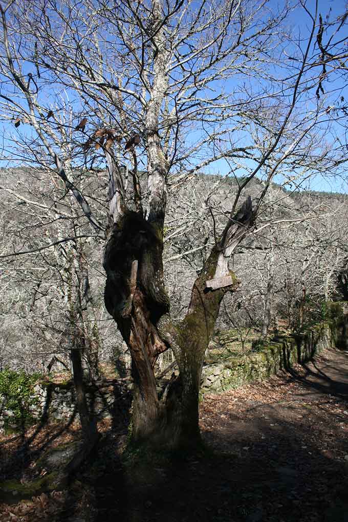 Formas caprichosas en el bosque de Santa Cristina