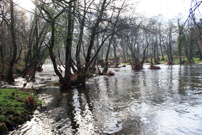 Fuerza de la naturaleza