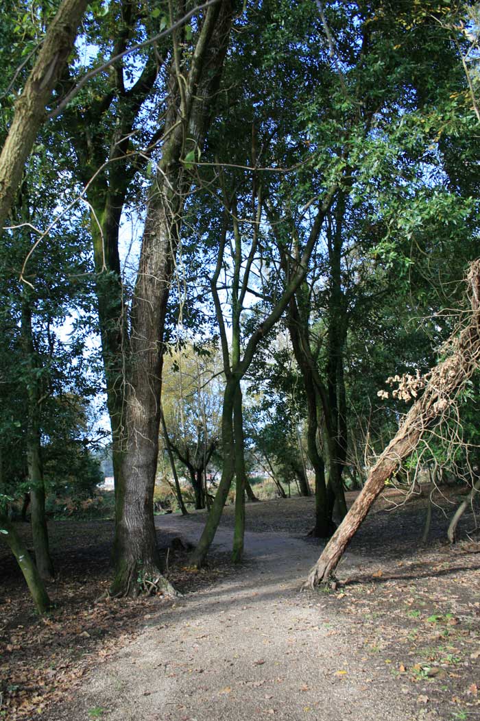 Sendero entre árboles