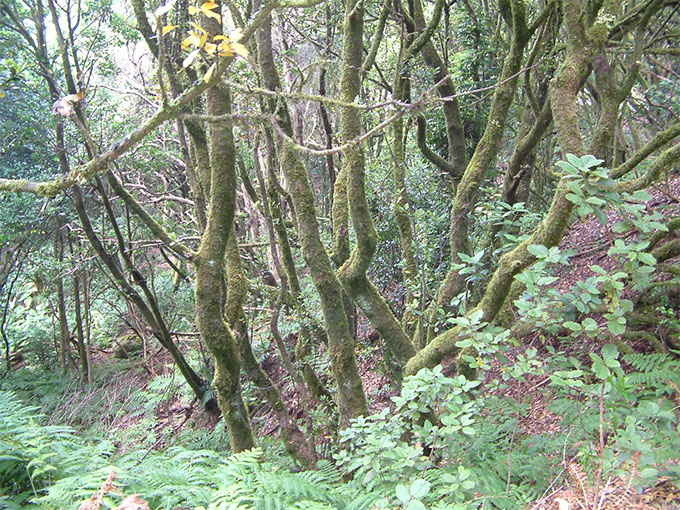Bosque de Anaga
