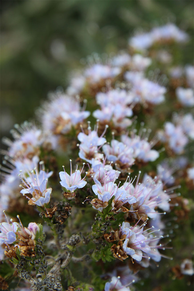 Flores del Teide