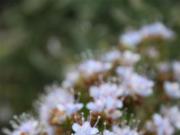Flores del Teide