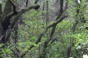 Bosque de laurisilva