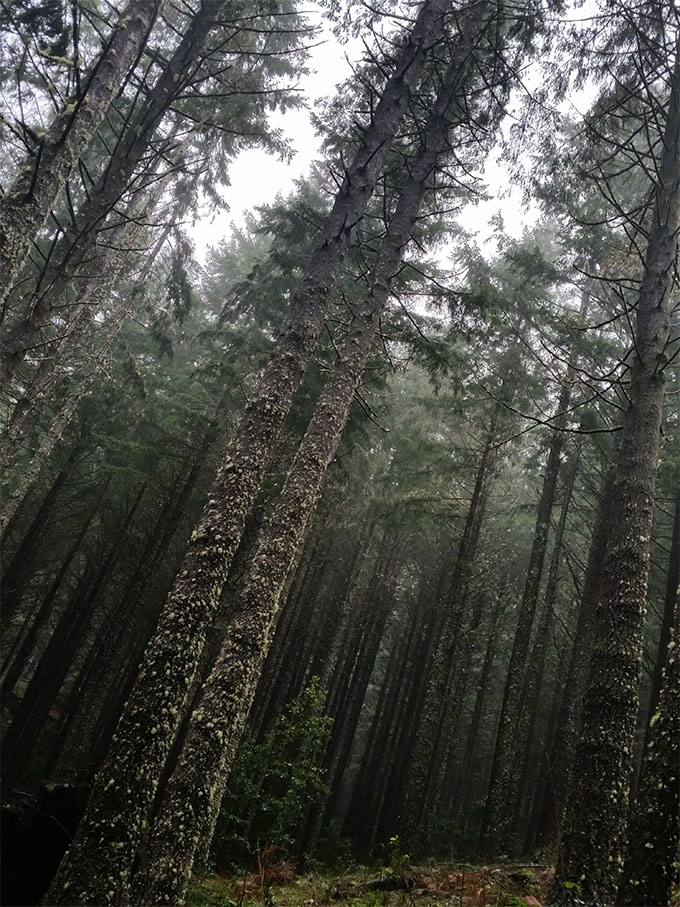 Bosque en Madeira