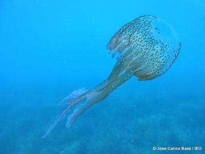 Las proliferaciones de medusas afectan a las poblaciones de sardina y anchoa