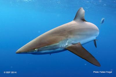 Un nuevo proyecto europeo ayudará a reducir la pesca incidental de especies protegidas y en peligro de extinción en el Atlántico