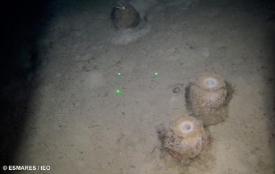 Descubierto un campo de esponjas profundas frente a la bahía de Santander