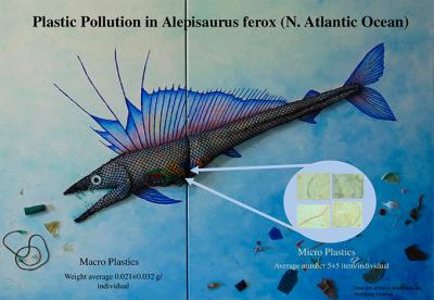 Un estudio del Instituto Español de Oceanografía confirma la  presencia de plásticos en el estómago del lanzón