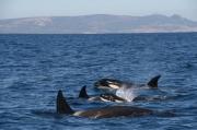Un grupo de orcas hunden un velero en el Estrecho de Gibraltar