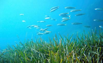 ANADE y AEGY contribuyen a elaborar el mapa de la posidonia en Baleares 