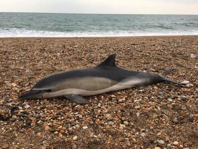 Microplásticos en ballenas, focas y delfines