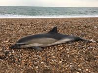 Microplásticos en ballenas, focas y delfines