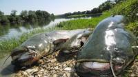 La pesca moviliza a más de 16.000 aficionados europeos al año en el embalse de Mequinenza