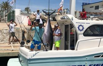 Capturan en Gandia un atún rojo de 220 kilos