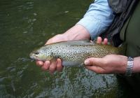 Campeonato Provincial Lance en Ourense, celebrado en el Coto Os Medos, río Arnoya