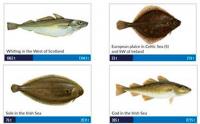 Acabar con la sobrepesca en Gran Sol podría incrementar sus capturas un 87%