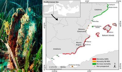 La nacra se muere en la mayor parte del Mediterráneo español