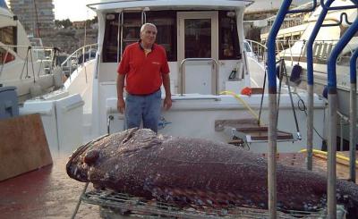 Un pescador captura con una caña con carrete eléctrico un mero de 44 kilos a unas 30 millas del puerto de El Campello