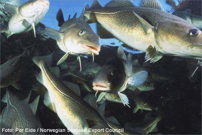 El calentamiento del Mar del Norte desplaza al bacalao hacia aguas más frías