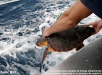 La luminosidad de la luna afecta a las capturas accidentales de tortugas en la pesca con palangre  