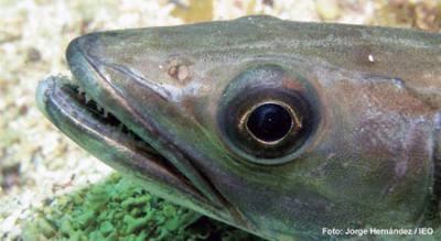 Los peces prefieren las presas más grandes