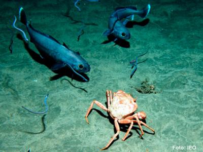 El IEO recupera una plataforma científica fondeada en un cañón submarino a 860 metros de profundidad