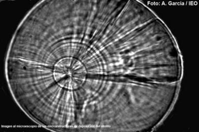 La ola de calor de 2003 aumentó el crecimiento de las larvas de atún rojo