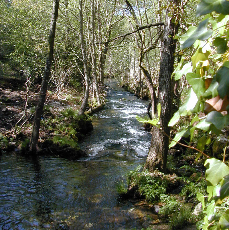 Río Almofrei. Pontevedra