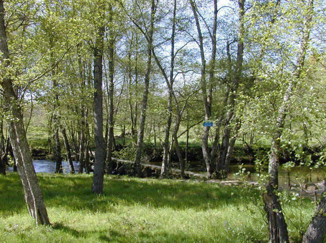 Bosque y puente do Rego