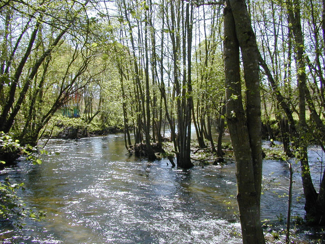 Ensueño en los bosques