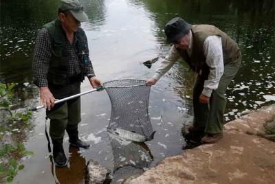 Cantabria. El Pas da un campano tempranero. Salmo salar de 3 kilos a tierra a las 08 de la mañana