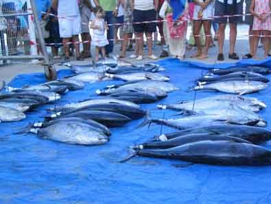 Todo preparado para que de comienzo la III Copa de España de Pesca de Altura al Curricán en Oropesa