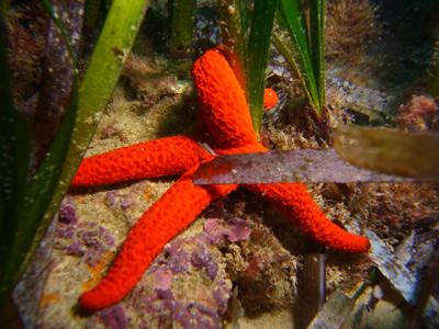 Concurso de fotografía subacuática en Marina de Dénia