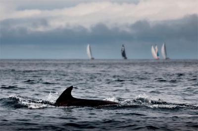 The Ocean Race lanza una campaña para crear la Declaración Universal de los Derechos de los Océanos