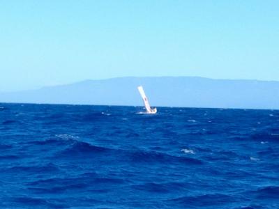 Mini-Transat. Todas las piezas en el tablero de ajedrez atlántico