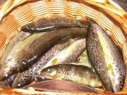 1ª jornada de pesca de la temporada 2009 Asociación de Troiteiros “Río Furelos”