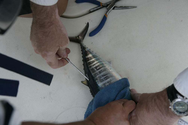 Medición de un ejemplar ya marcado, previa a su suelta al mar