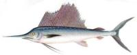 Pez vela :: Istiophorus platypterus