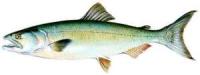 Salmón plateado :: Oncorhynchus kisutch