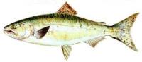 Salmón real :: Oncorhynchus tshawytscha
