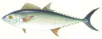 Tasarte :: Orcynopsis unicolor 