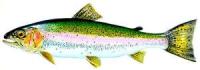 Trucha Arco Iris :: Oncorhynchus mykiss 